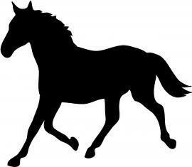 Horse Photo