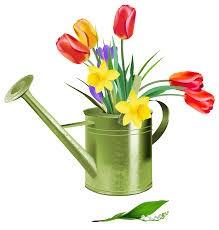 watering can with spring flowers