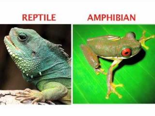 image of a green reptile and an amphibian frog