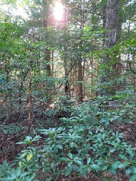 Photo of wooded portion of nature trail