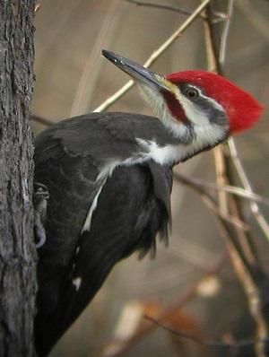 pileated woodpecker - black bird with red crown