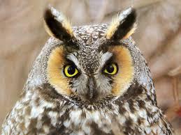 Endangered owl