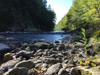 Farmington River greenery with rocks in the foreground.