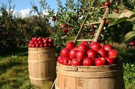 bushels of apples next to apple trees